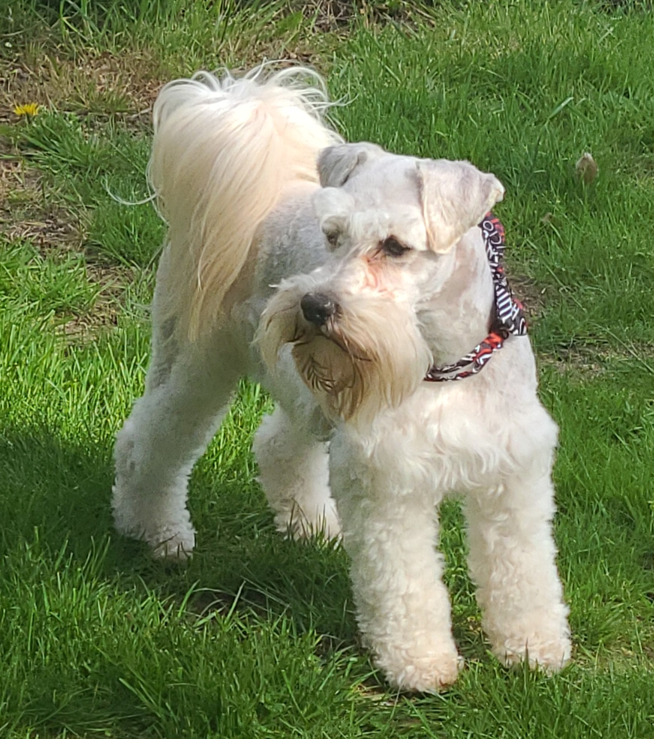 Miniature Schnauzers from Kristy's French Bulldogs & Mini Schnauzers
