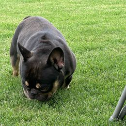 Choco - French Bulldog