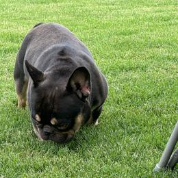 Choco - French Bulldog