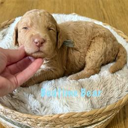 Bedtime Bear- Light Blue Collar - Apricot male Goldendoodle puppy in Bay City, Texas from Charming Doods Goldendoodles