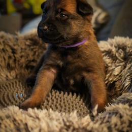 Brienne - Fawn female Belgian Malinois puppy in Baltimore, Maryland from Abenteurer German Shepherds & Belgian Malinois
