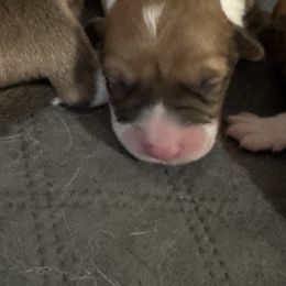 Sissy - Red female Pembroke Welsh Corgi puppy in Brashear, Texas from Sherwood Acres Pembrokes