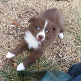 Australian Shepherd Puppies from Sassy Australian Shepherds