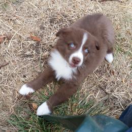 Australian Shepherd Puppies from Sassy Australian Shepherds