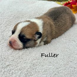 Fuller - White and red male Pembroke Welsh Corgi puppy in Boones Mill, Virginia from Cahas Corgis of Virginia