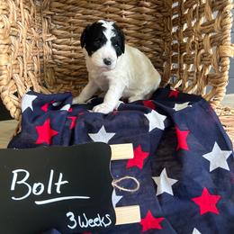 Bolt - Brown and white male Aussiedoodle puppy in Eastland, Texas from H5 Mini Doodles
