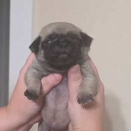 Boy 2 - Fawn male Pug puppy in Olin, North Carolina from Piggy Pugs