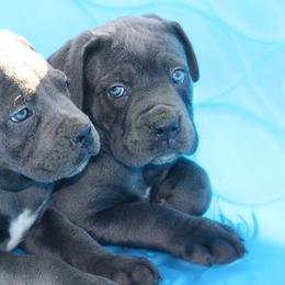 Cane Corso from Wolfcreek Cane Corsos