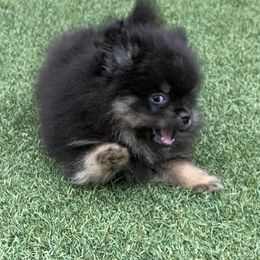 Catahoula Leopard Dog, Cocker Spaniel, Pomeranian, and Teddy Roosevelt Terrier Puppies from Rich Cat’s