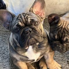 French Bulldogs from M&M frenchies