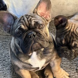 French Bulldogs from M&M frenchies