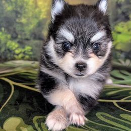 Aria - Black and white female Pomsky puppy in Spring Hill, Florida from www.PuppyTimeEmporium.com