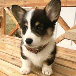 Pembroke Welsh Corgis from Farmhouse Corgis