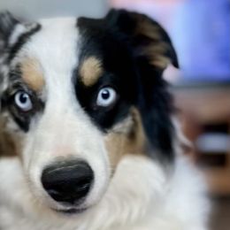 Tucker - Miniature Australian Shepherd