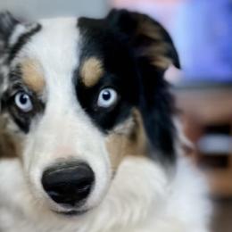 Tucker - Miniature Australian Shepherd