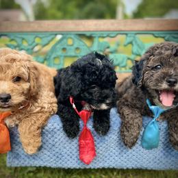 Goldendoodle Puppies from True Friend Doodles