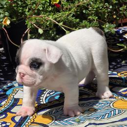 Lilly aka Little Princess - White female Bulldog puppy in Wichita, Kansas from Waltman's Bulldog's