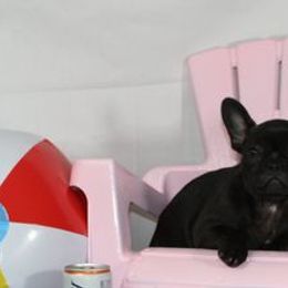 Boston Terriers, Chesapeake Bay Retrievers, and French Bulldogs from Stogdill's Baby Bullies