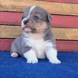 Bonnie - Blue merle and white female American Corgi puppy in Shawnee, Oklahoma from Sunray Ranch