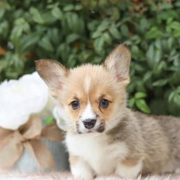 Yellow collar - Red female Pembroke Welsh Corgi puppy in Caliente, California from Rafter Cross 7