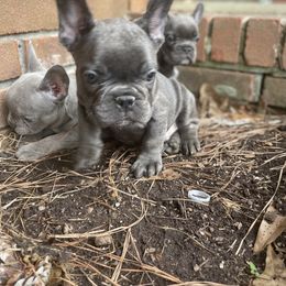 Boy 1 - French Bulldog puppy in Jonesboro, Georgia from 24kt Frenchies