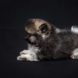 Tanner - Wolf sable male Pomeranian puppy in Grass Lake, Michigan from Chantilly Lace Poms