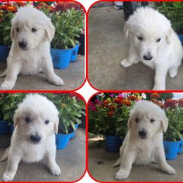 Baby Boy Red - Light golden male Golden Retriever puppy in Clarksville, Tennessee from 255 Goldens