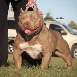 Cleo  - American Bully