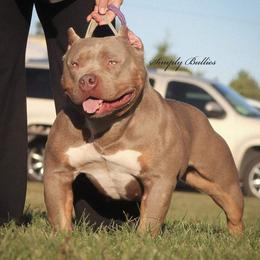 Cleo  - American Bully