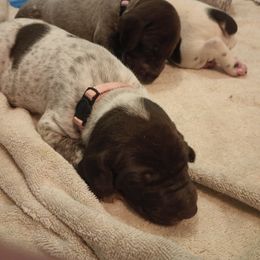 German Shorthaired Pointer Puppies from Ninemire Farm
