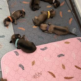 Dachshund Puppies from Short Stack Miniature Dachshunds