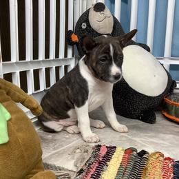 Sasha - Brindle and white female Basenji puppy in New Albany, Indiana from My African Gems