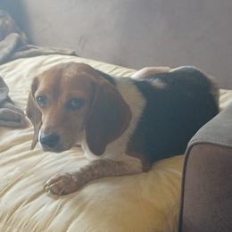 Beagles from Pamela Comardelle's Beagles