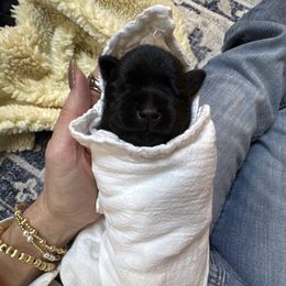 Boy 2 - male Miniature Schnauzer puppy in Bullard, Texas from Black Gold Miniature Schnauzers