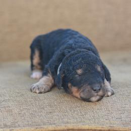 Gray - Phantom female Bernedoodle puppy in Scottsboro, Alabama from Dixie Land Doodles