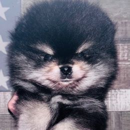 Black and tan boy - Black and tan parti male Pomeranian puppy in Fayetteville, North Carolina from Tar-heel Poms