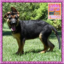 GAMMA - Black and red female German Shepherd puppy in Murrieta, California from Diamond Oaks German Shepherds