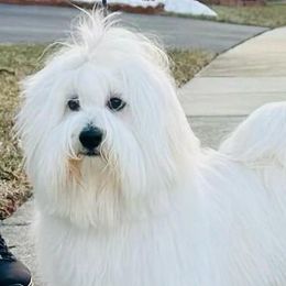 Benji - Coton de Tulear