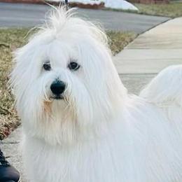 Benji - Coton de Tulear