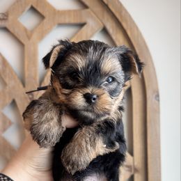 Macchiato - Black and tan male Yorkshire Terrier puppy in Columbus, Ohio from Elaine’s Yorkies