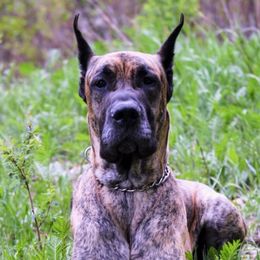 Great Danes from Corson's Danes