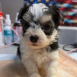 Dream - Black & tan tri-color female Morkie puppy in Florence, Kentucky from 4paws4ever by Design