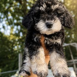 Mal-Shi, Maltese, Maltipoo, Poodle, and Shih Tzu Puppies from Joy-Fur Puppies
