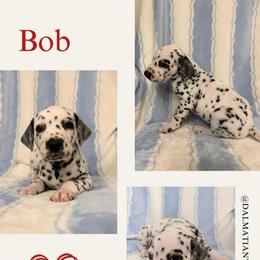 Bob - White and black male Dalmatian puppy in Chehalis, Washington from Dalmatian Vacation