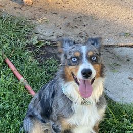 Blue - Miniature Australian Shepherd
