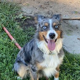 Blue - Miniature Australian Shepherd