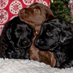 Flat-Coated Retriever puppies from Quail Run Flat-Coated Retrievers