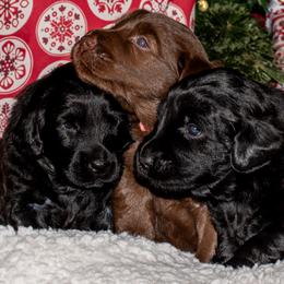 Flat-Coated Retriever puppies from Quail Run Flat-Coated Retrievers