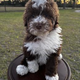 Zack - Brown and white male Aussiedoodle puppy in Lake City, Florida from North Florida Poodles and Doodles