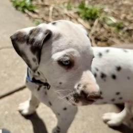 Jonathon - White and black male Dalmatian puppy in Albuquerque, New Mexico from Storm & Blue's Dalmatian Pups
